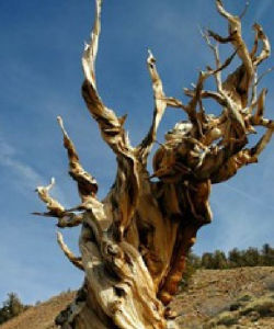 瑪士撒拉樹 瑪士撒拉樹