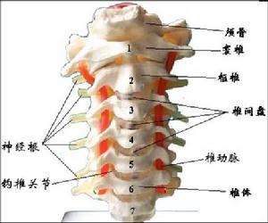 第二腰椎突出導致排尿異常