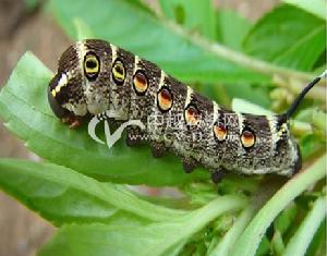 雞冠花芋雙線天蛾 雞冠花芋雙線天蛾