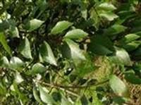 清風藤獼猴桃