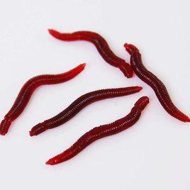 太湖紅蚯蚓 太湖紅蚯蚓