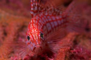 長吻鷹魚 長吻鷹魚