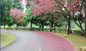 日本宮內廳景色照