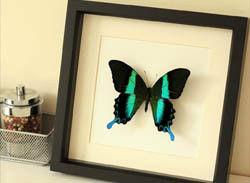 世界珍稀蝴蝶標本展 世界珍稀蝴蝶標本展