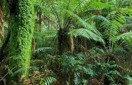 灰化作用 灰化作用