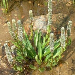 全緣兔耳草 全緣兔耳草