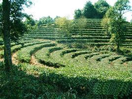 清涼山茶 清涼山茶