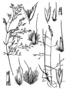 疏穗野青茅 疏穗野青茅