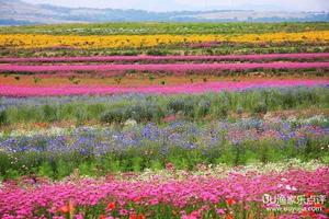 日照花仙子風景區 日照花仙子風景區