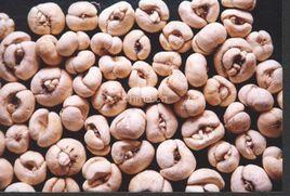 西藏貝母 西藏貝母