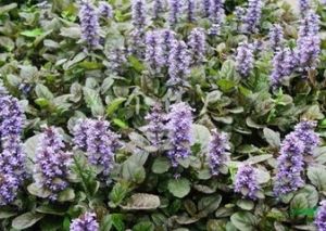 蓮座多花筋骨草 蓮座多花筋骨草