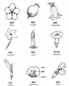 花冠[植物學概念]