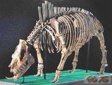 大唇犀骨骼化石