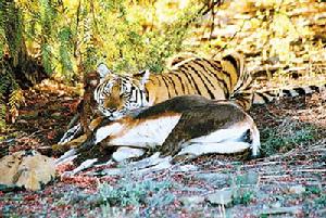 野化華南虎 野化華南虎