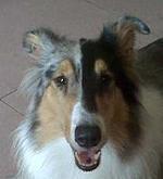 小乖（英格蘭牧羊犬）