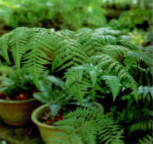 淡綠短腸蕨（原變種）