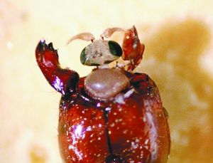一隻正從紅火蟻頭部鑽出來的“火蟻寄蠅”