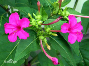 中華紫茉莉 中華紫茉莉