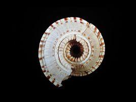 巨車輪螺 巨車輪螺