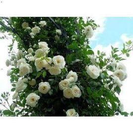 無刺野薔薇 無刺野薔薇