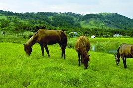 王家河鎮[陝西省西安市周至縣王家河鎮]