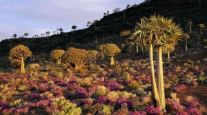 納馬跨蘭 納馬跨蘭