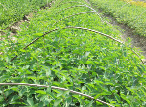 南板藍葉 南板藍葉