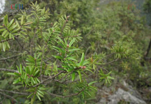 短葉黃杉 短葉黃杉