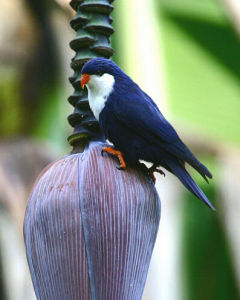 塔布吸蜜鸚鵡 塔布吸蜜鸚鵡