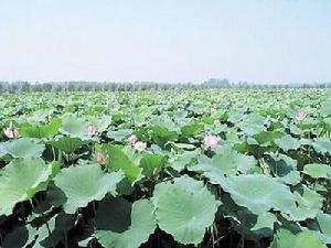 運河三寶 運河三寶