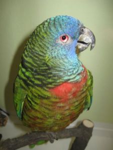 聖露西亞亞馬孫鸚哥