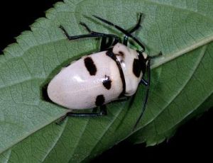 大盾背椿象 大盾背椿象