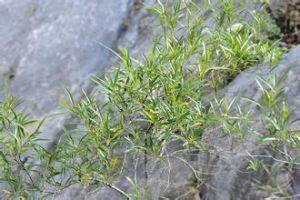 狹葉車桑子 狹葉車桑子