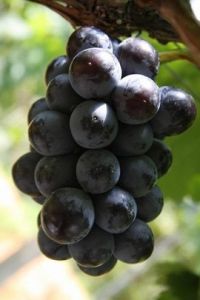 黑色甜菜葡萄 黑色甜菜葡萄