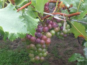 紫珍香葡萄