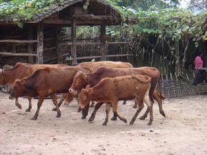 站房自然村-肉牛養殖