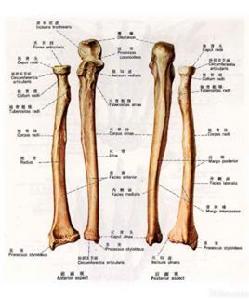 前臂尺骨 前臂尺骨