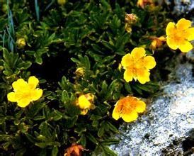 裂葉毛果委陵菜 裂葉毛果委陵菜