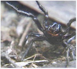 朝鮮異漏斗蛛 朝鮮異漏斗蛛