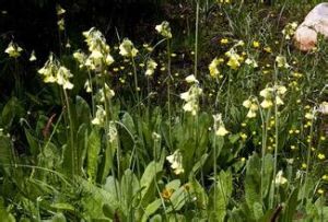 巨傘鍾報春 巨傘鍾報春