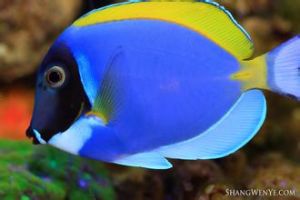 粉藍倒吊 粉藍倒吊