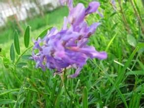 歐洲苕子 歐洲苕子