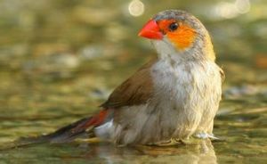 梅花雀科 梅花雀科