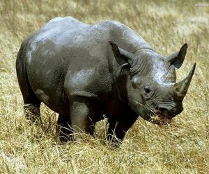 已經滅絕的非洲的黑犀牛
