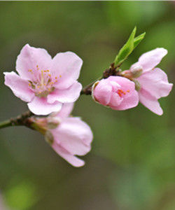 高盆櫻桃 高盆櫻桃