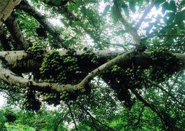 香港臭蔥木 香港臭蔥木