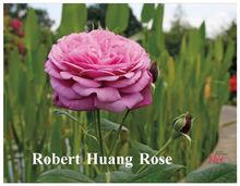 Robert Huang Rose
