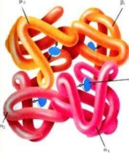 血漿白蛋白 血漿白蛋白