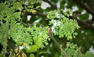 （圖）明紋花松鼠