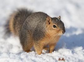 德州狐松鼠 德州狐松鼠